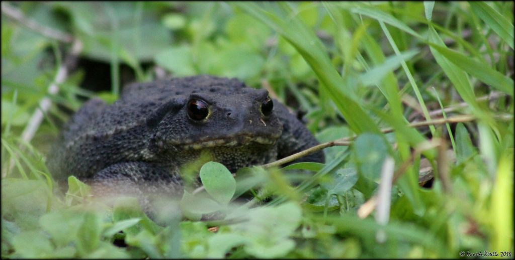 Una femmina di Bufo bufo!!!